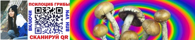 Галлюциногенные грибы Psilocybine cubensis  Курчалой 